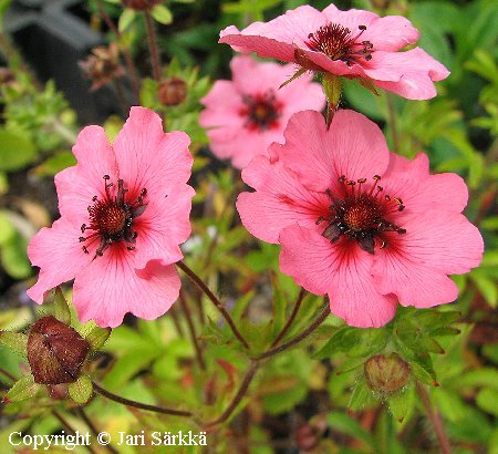 Potentilla nepalensis 'Miss Willmott'